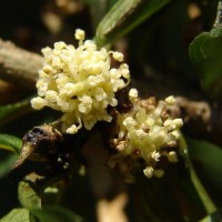 Streblus taxoides (B.Heyne) Kurz